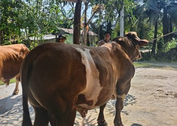 Sapi Milik Bhabinkamtibmas Terpilih Jadi Hewan Kurban Presiden Prabowo di Indragiri Hulu