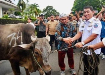 Gubernur Sulut Berikan 50 Ekor Sapi untuk Perayaan Idul Adha