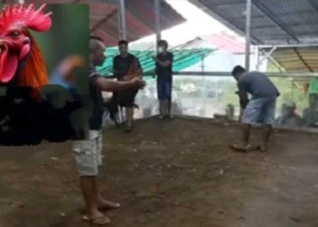 Didanai Pengusaha Laos, Sabung Ayam di Kayu Watu Diduga Dijalankan Jaringan Judi Internasional dengan Backing Oknum Intel KOREM