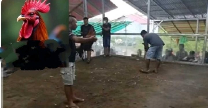 Didanai Pengusaha Laos, Sabung Ayam di Kayu Watu Diduga Dijalankan Jaringan Judi Internasional dengan Backing Oknum Intel KOREM